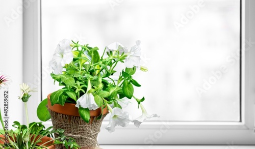 A flower and leaves in a flower pot on the windowsill in the house. Care of a houseplant. Home garden. Room interior decoration.