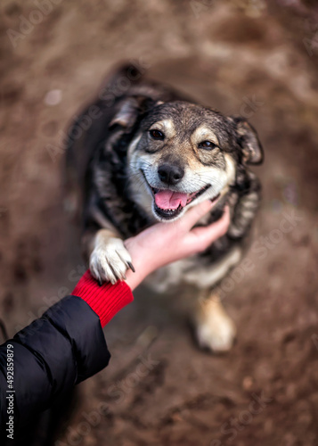 girl's hand strokes the looking devotedly cute charming dog on the street