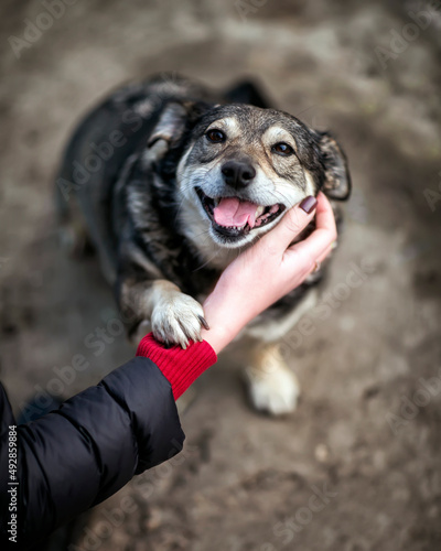 girl's hand strokes the looking devotedly cute charming dog on the street