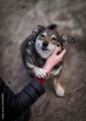 girl's hand strokes the looking devotedly cute charming dog on the street