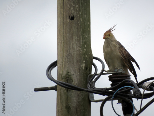 Pajaro Ave en los cables