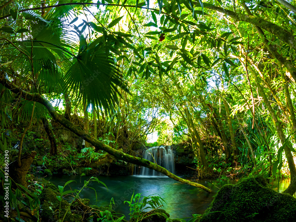 Obraz premium Long exposure view of a waterfall hidden in a dark forest located in Mauritius 