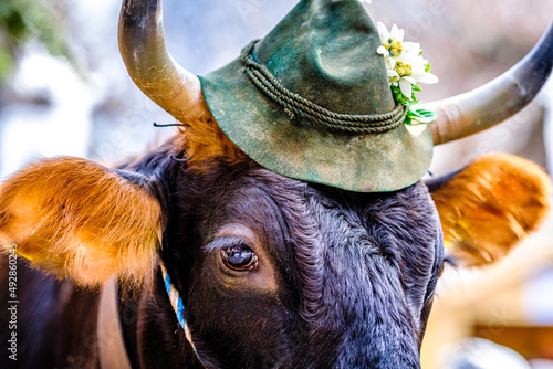 nice cow with bavarian hat