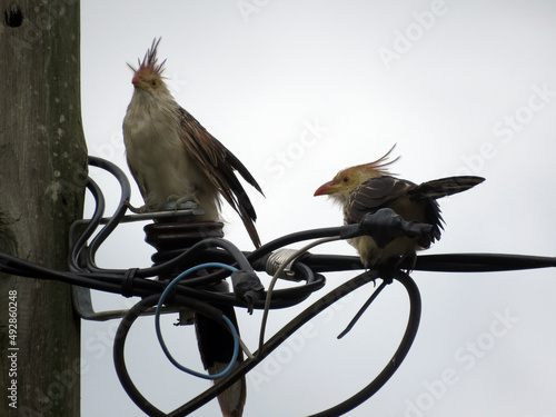 Pajaro Ave en los cables