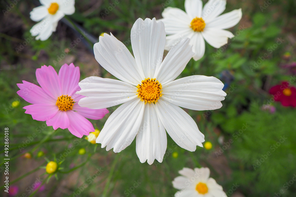 Fototapeta premium Cosmos flower in close up garden