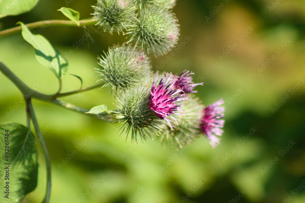 Lesser burdock on bloom closeup view with green blurred plants on background Lesser burdock on bloom closeup view with green blurred plants on background