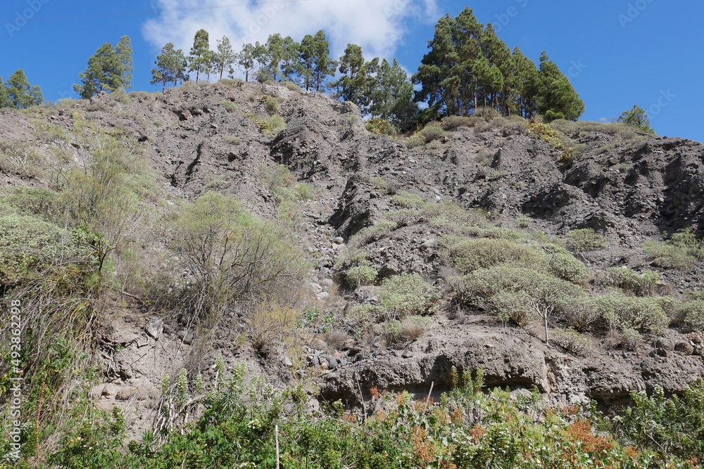 Felsen und Kiefern auf den Kanaren Felsen und Kiefern auf den Kanaren
