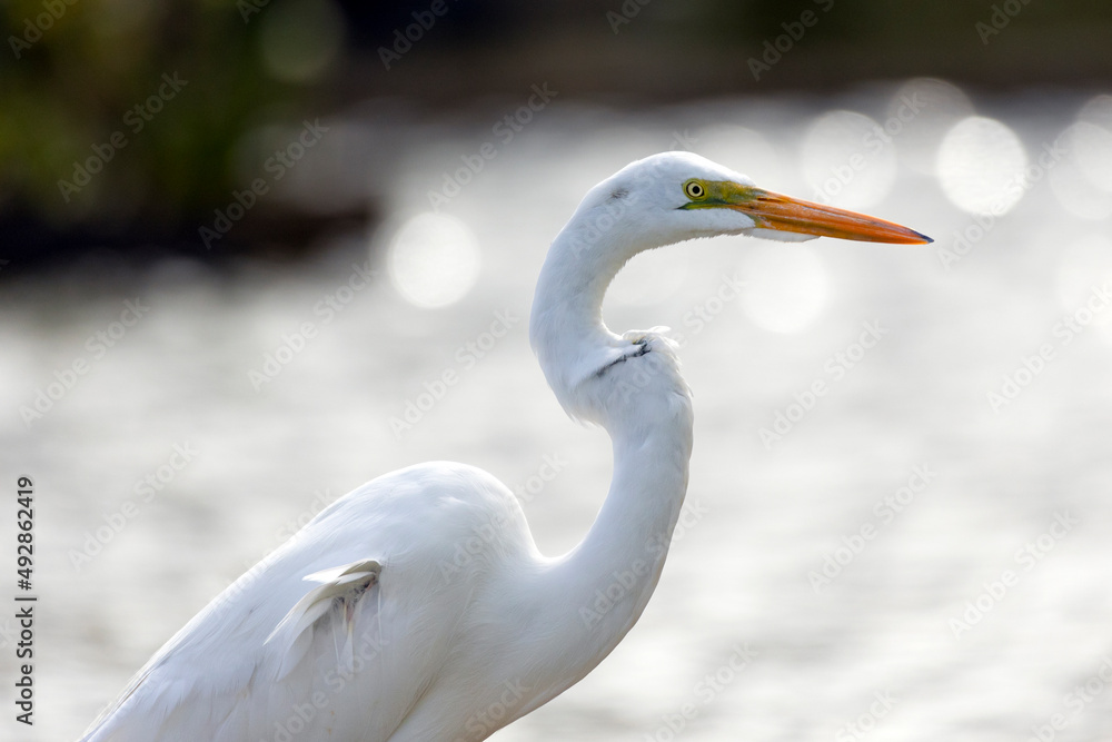 Portrait of a Great Egret also know the Garça or Garceta. Species Ardea alba. Animal world. Bird lover. Birdwatcher. Birding. Portrait of a Great Egret also know the Garça or Garceta. Species Ardea alba. Animal world. Bird lover. Birdwatcher. Birding.