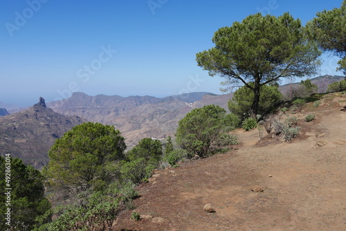 Kiefern und Berglandschaft auf Gran Canaria