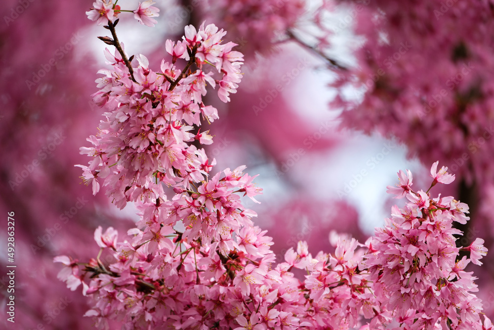 Obraz premium Pink blossom in spring
