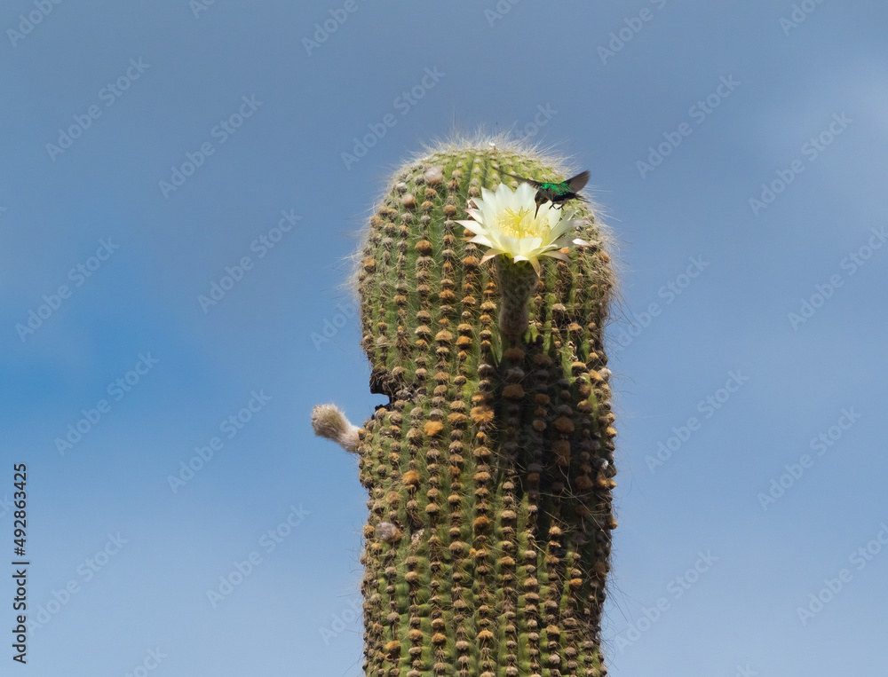 Sparkling violetear hummingbird (Colibri coruscans) feeding from nectar of  a Cardon cactus in bloom, Los Cardones National Park, Salta, Argentina  Photos | Adobe Stock