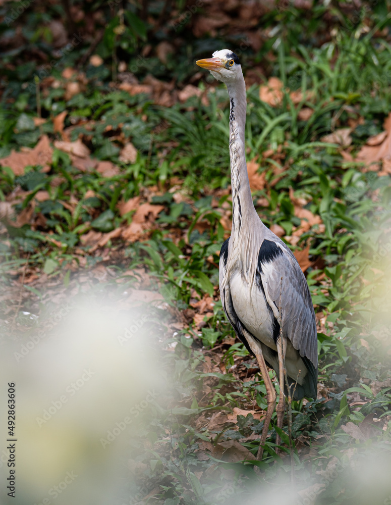 Naklejka premium Grey heron posing