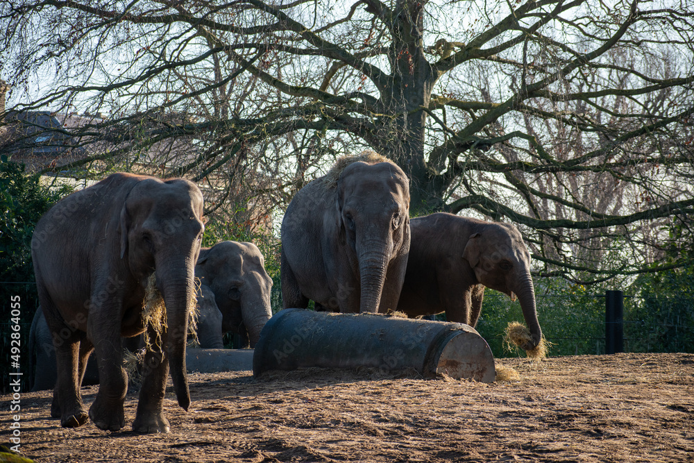Obraz premium African elephants in the zoo