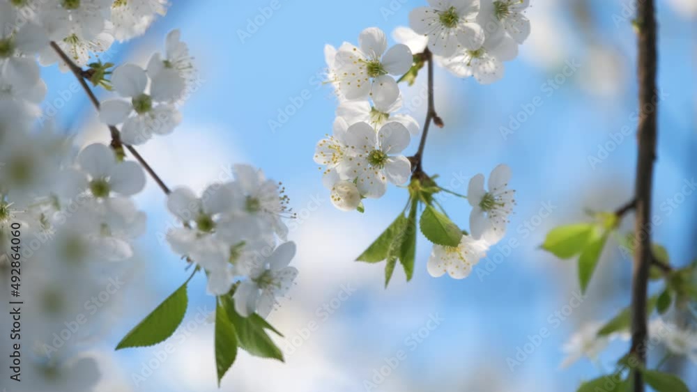 Twigs of cherry tree with white blossoming flowers in early spring Twigs of cherry tree with white blossoming flowers in early spring