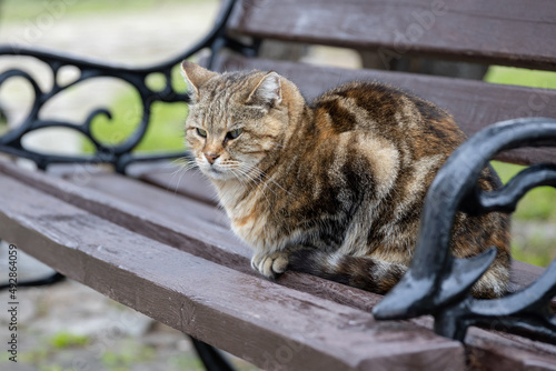 The cat is sitting on a park bench. Resting street cat. photo
