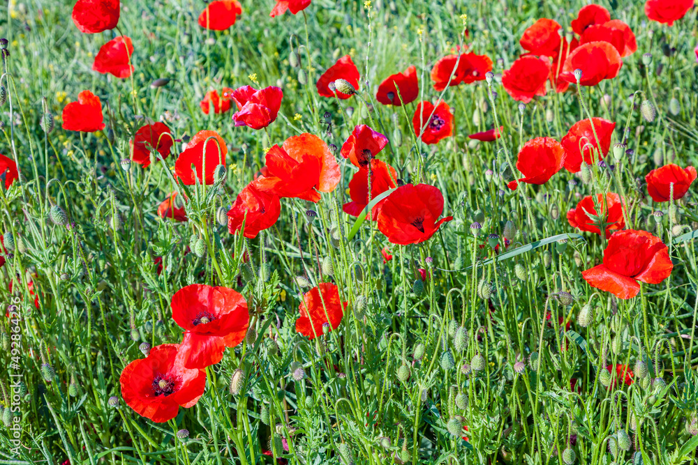 Naklejka premium colorful red poppy flowers in the meadow