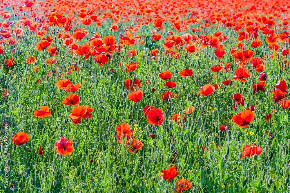 colorful red poppy flowers in the meadow