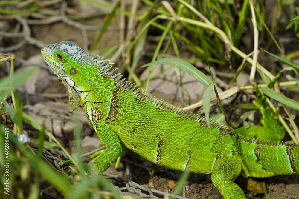 Fototapeta premium Green iguana (Iguana iguana) Iguanidae family. Manaus - Amazonas, Brazil.