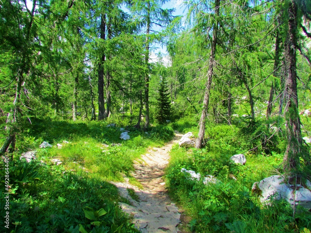 Fototapeta premium Path leading through a larch forest in Julian alps and Triglav national park in Slovenia with lush vegetation covering the ground