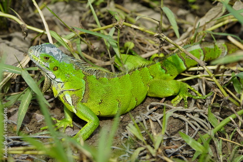 Green iguana (Iguana iguana) Iguanidae family. Manaus - Amazonas, Brazil.