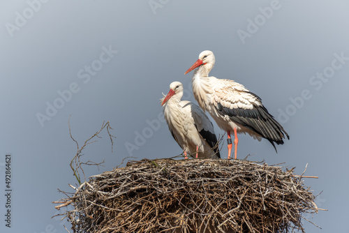 Couple of white stork (ciconia ciconia) on their large nest.