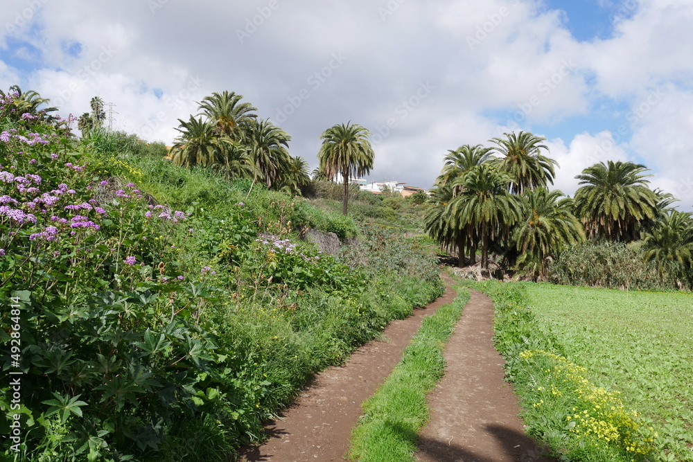 Feldweg und Palmen bei Santa Brígida auf Gran Canaria