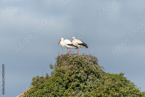 Couple of white stork (ciconia ciconia) on their large nest. photo