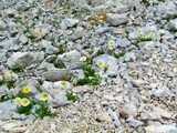 White blooming alpine poppy or dwarf poppy (Papaver alpinum) growing on a rocky terrain in Triglav national park and Julian alps, Slovenia
