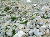 White blooming alpine poppy or dwarf poppy (Papaver alpinum) flowers growing on a rocky terrain in Triglav national park and Julian alps, Slovenia