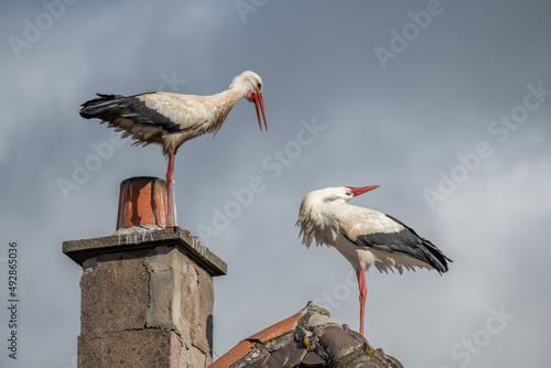 Couple of white stork (ciconia ciconia) in courtship display.
