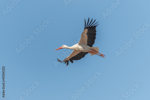 White stork (ciconia ciconia) in flight in a village.