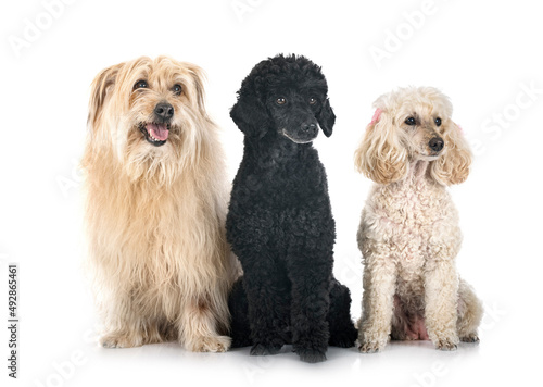Pyrenean Sheepdog and poodles in studio