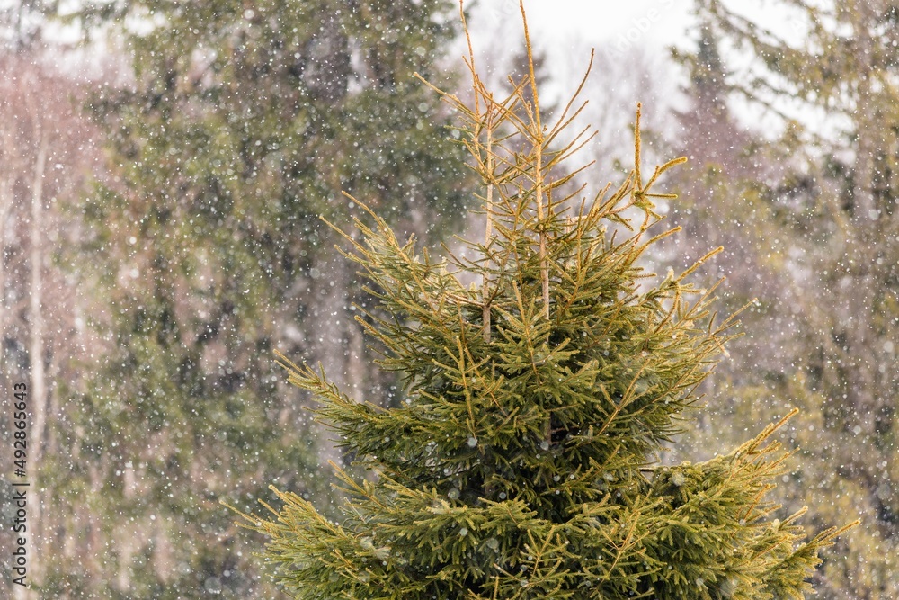 Close up image of green spruce tree in winter. Snowing in the forest. Trees in the background.