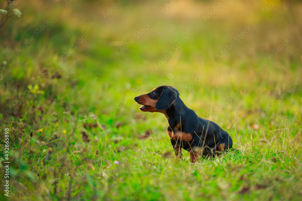 dachshund dog walking in the park