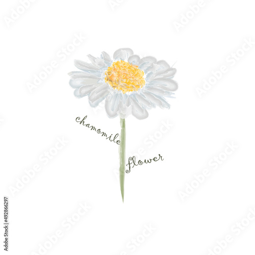 camomile