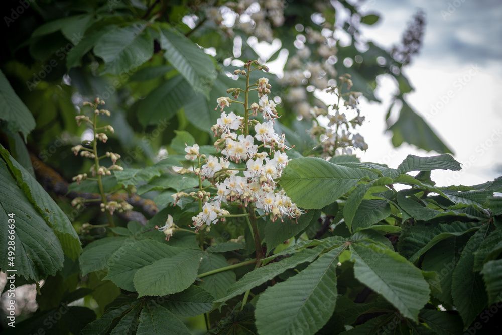 Conca Tree Pretty flowering horse chesnut tree that is also known as a conker tree ...