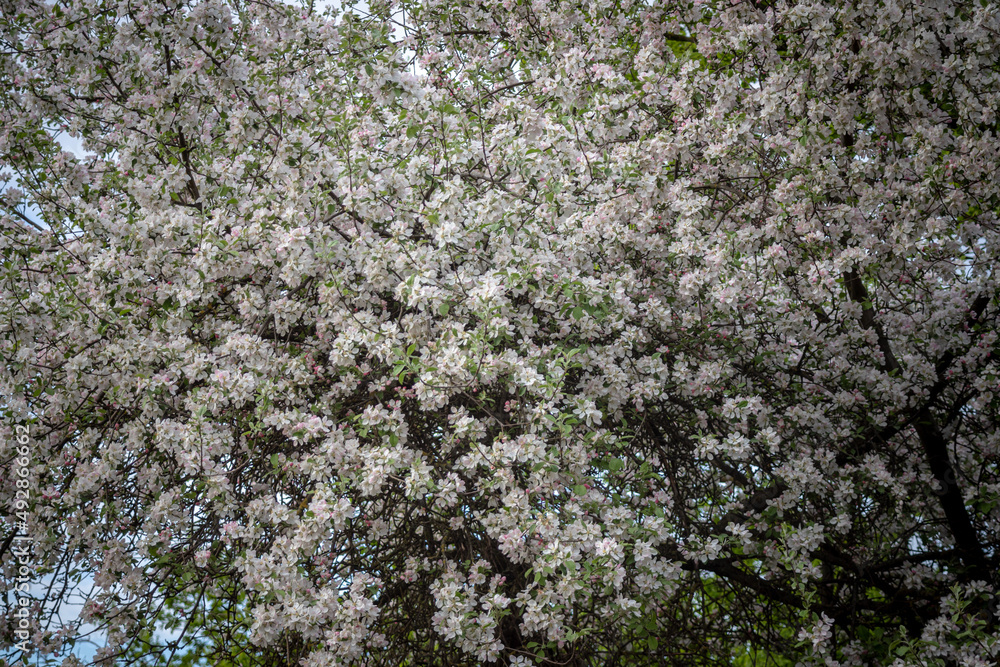 blooming old large apple tree. Background of apple flowers blooming old large apple tree. Background of apple flowers