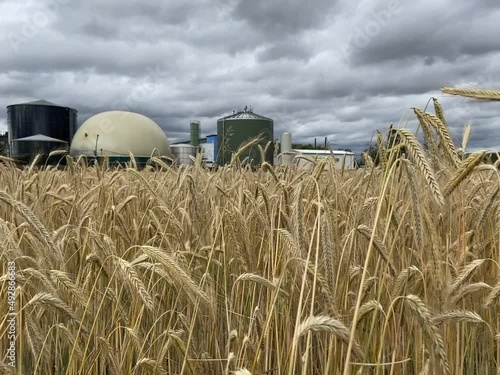 Wheat field in the wind with cloudy sky and silos in background 