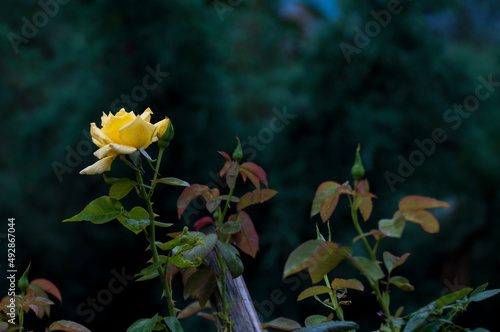 yellow rose 19
