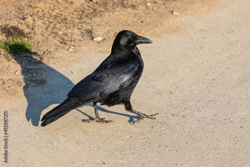 carrion crow walking on the ground