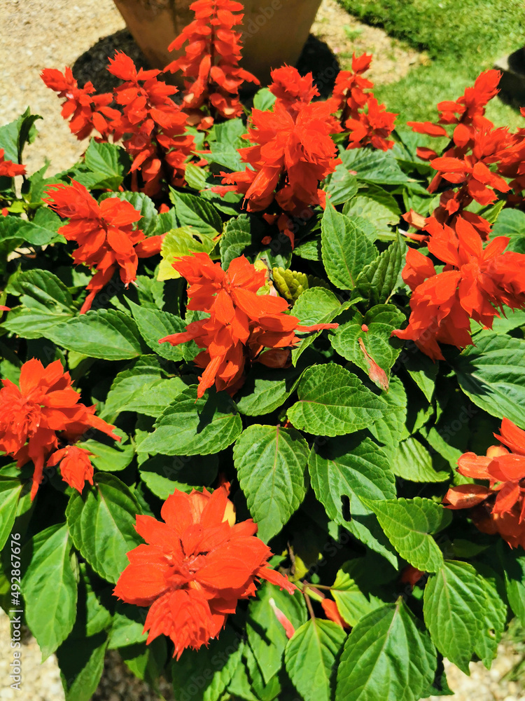 red and yellow flowers red and yellow flowers