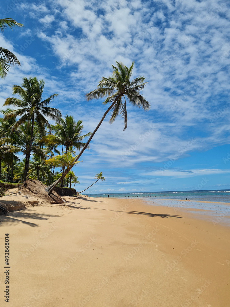 tree on the beach