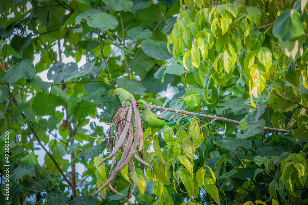 Fototapeta premium Green Parrots on the tree - Couple of Indian parrots sitting on the tree and looking at their beans and eating - Beautiful Indian green parrot