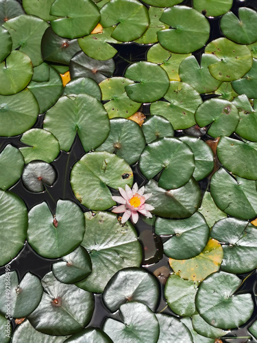 water lily in the pond
