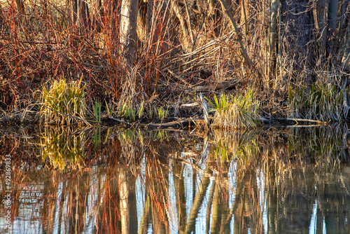 Magical bog forest with densely standing alders as reflected in the water  Tata Hungary