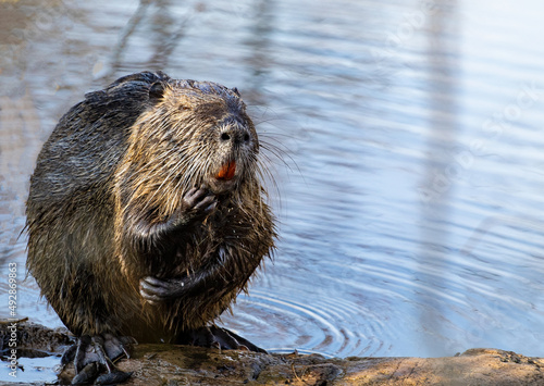 Close up of a funny swamp beaver out in the water in the Tata bog forest © Maria