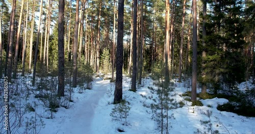 Trees in Winter