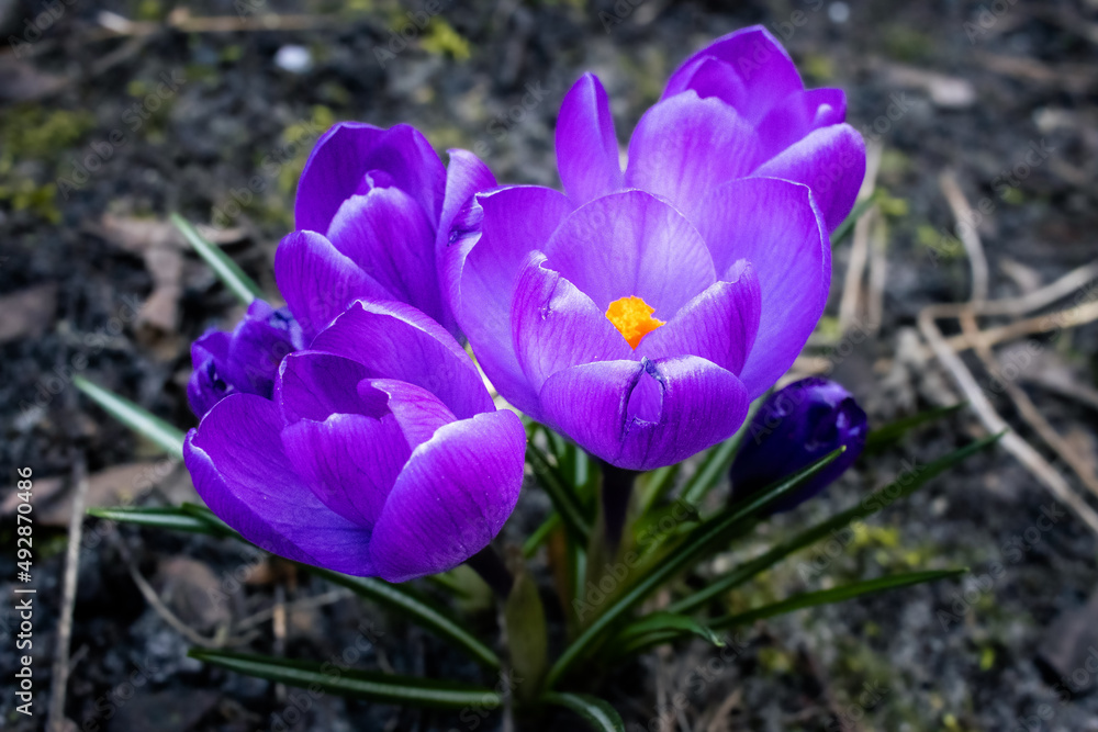Crocus vernusm Szafran wiosenny, Krokus Crocus vernusm Szafran wiosenny, Krokus