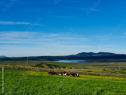 A flock of goats grazing peacefully in the countryside © Sandra