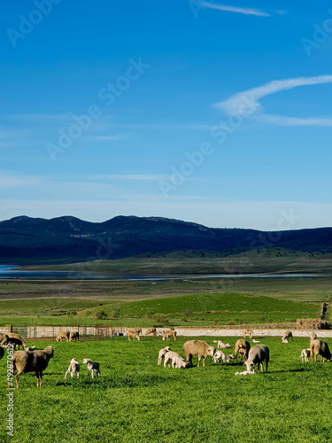 A flock of sheep and lamb grazing peacefully in the countryside